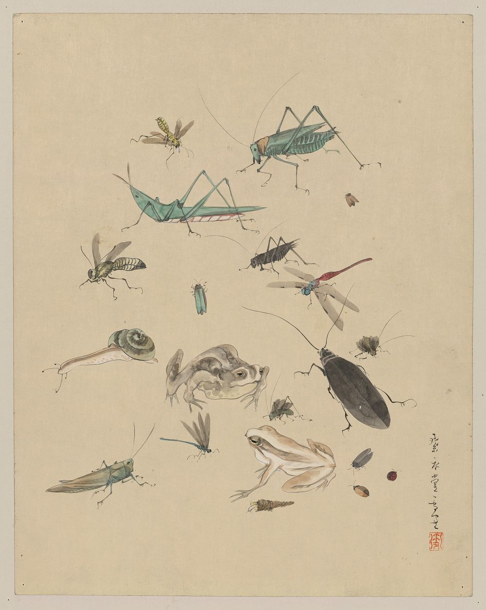 [Frogs, snails, and insects, including grasshoppers, beetles, wasps, and dragonflies]. Original from the Library of Congress.