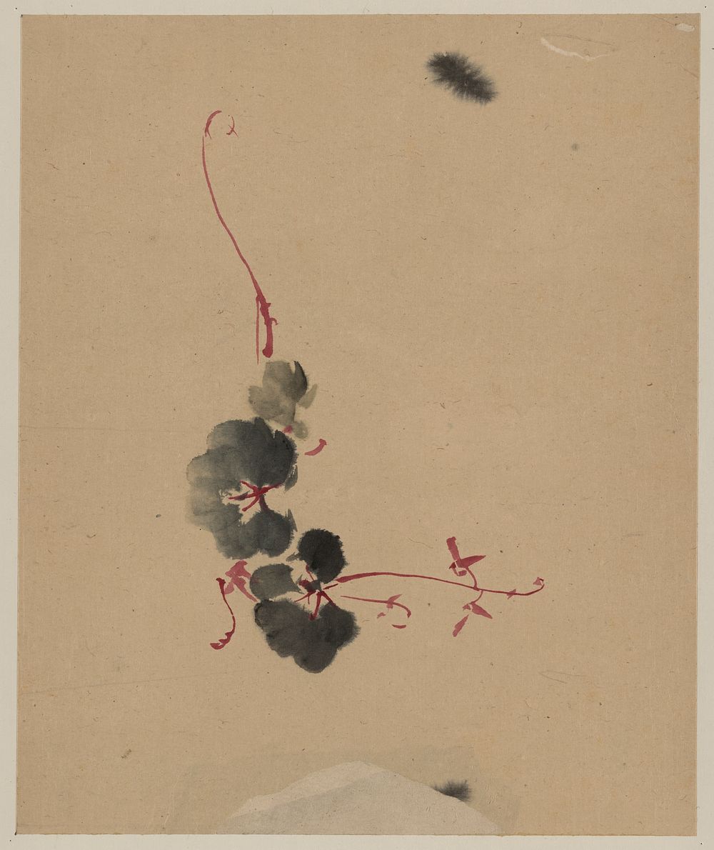 [Vine with blossoms]. Original from the Library of Congress.