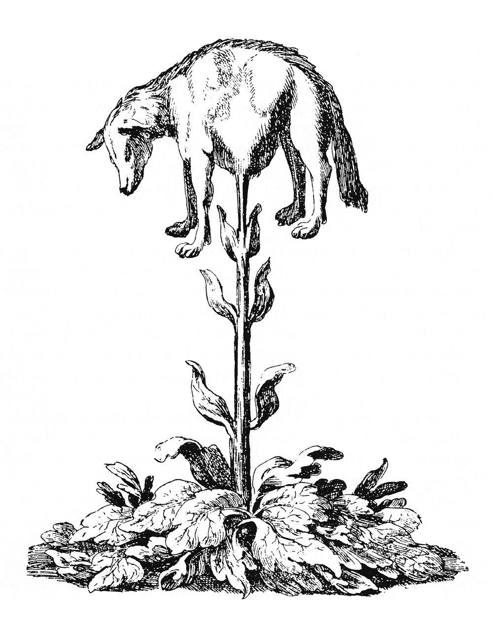 Vegetable lamb (Lee, 1887)