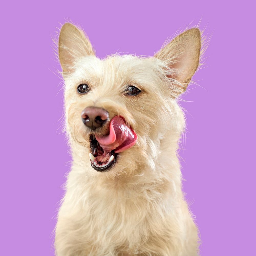 West highland white terrier dog image