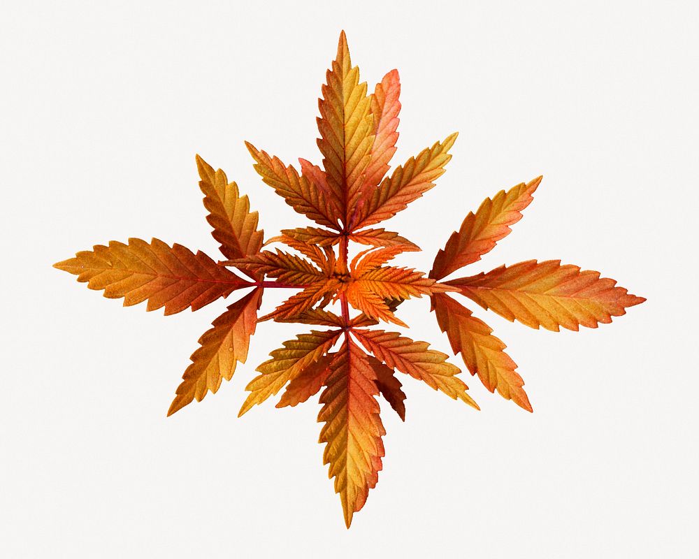 Orange leaf collage element, autumn design psd