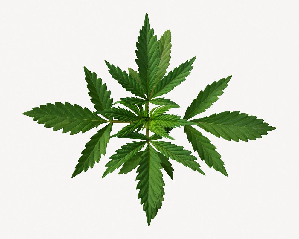 Cannabis leaf collage element, botanical design psd
