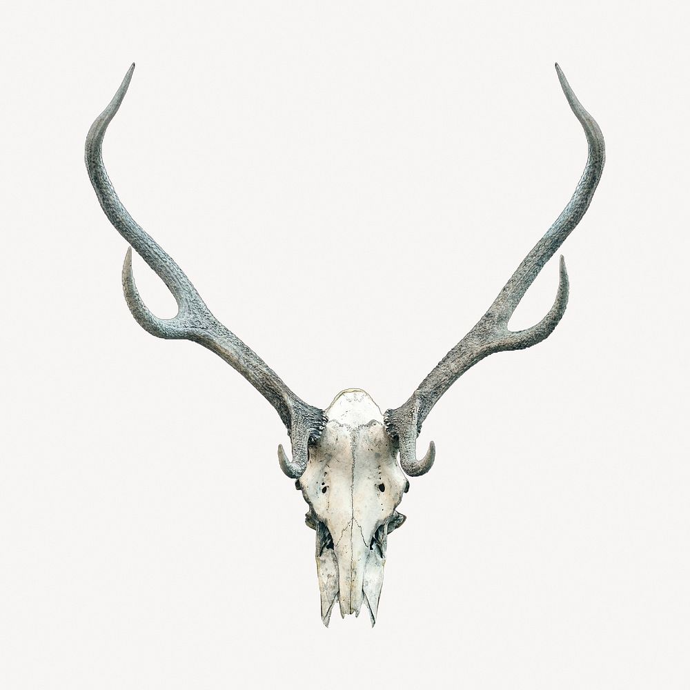 Deer skull collage element, animal skeleton design psd