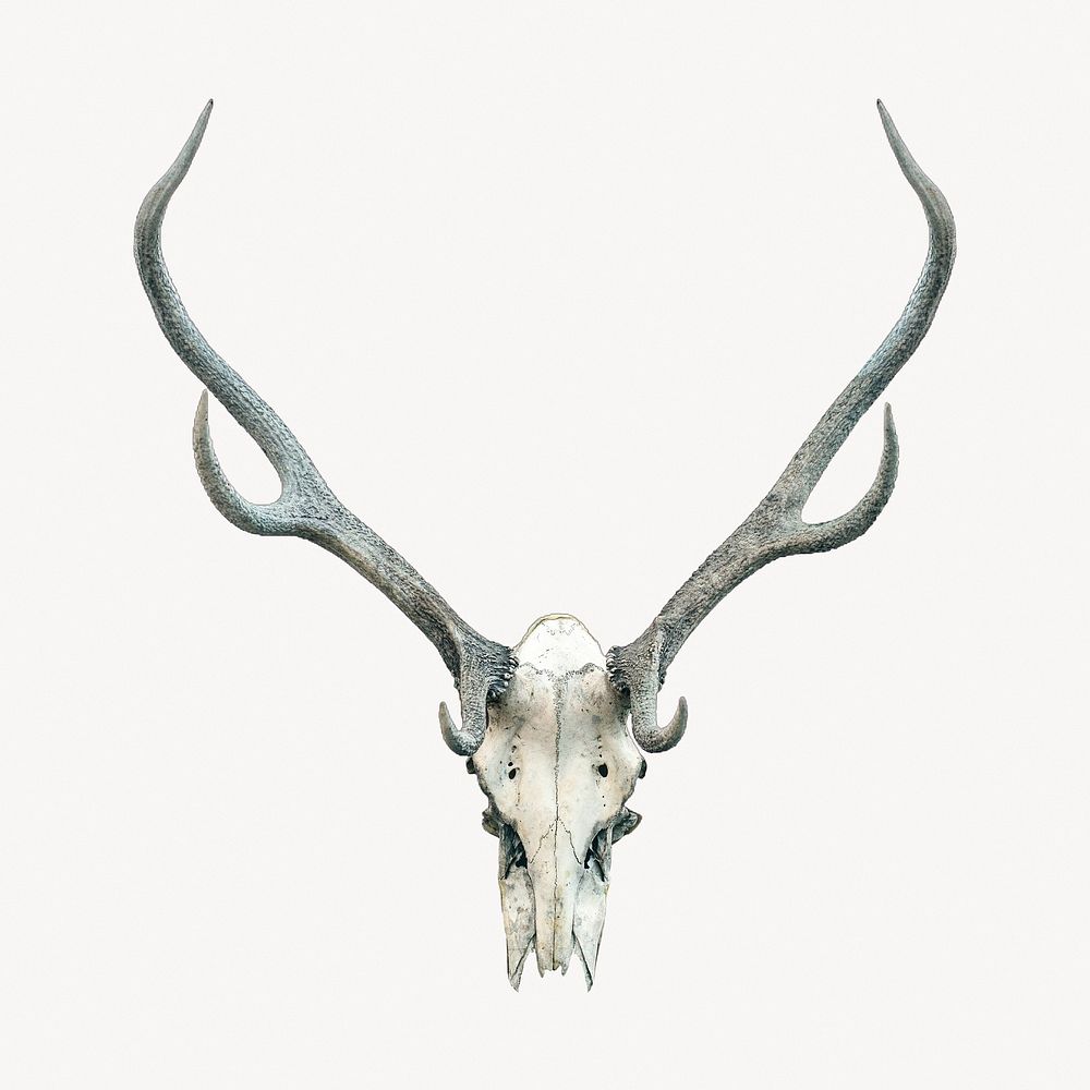 Deer skull, animal skeleton, off white design