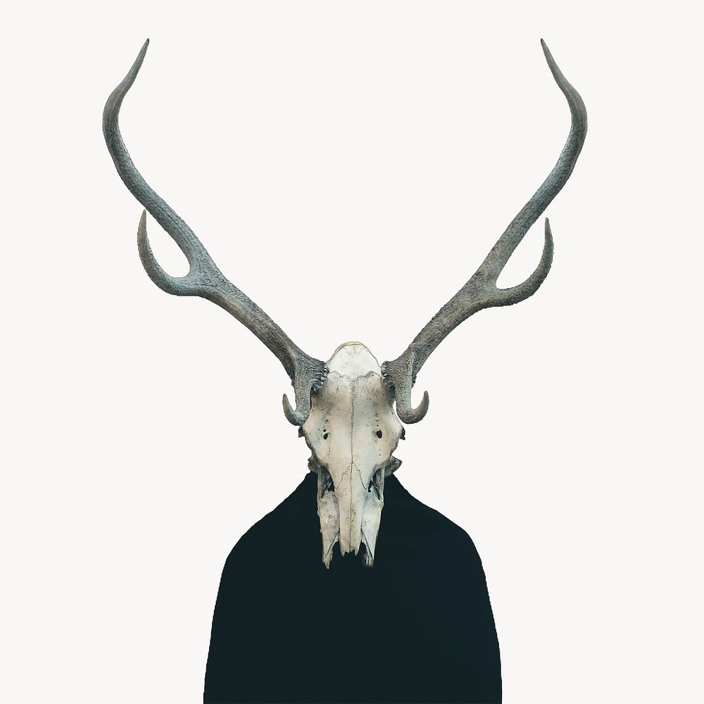Deer skull, animal skeleton, off white design