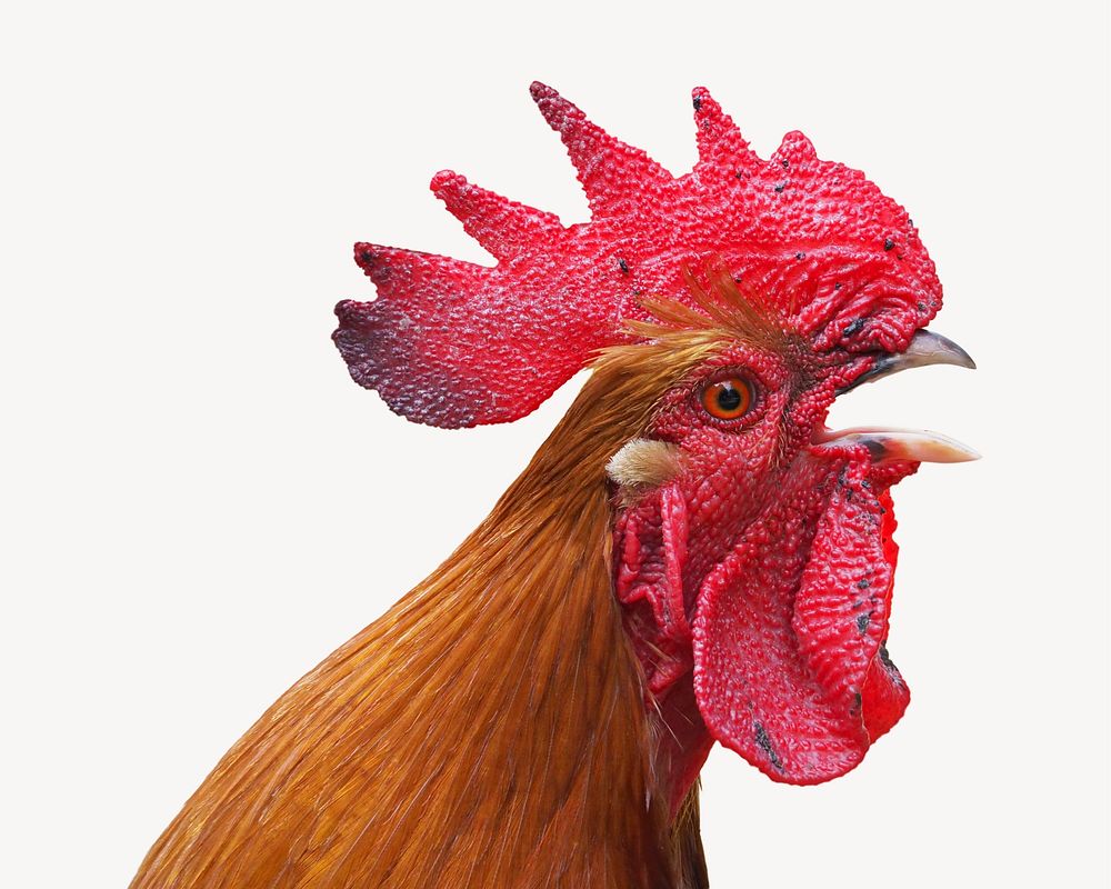 Chicken head, isolated animal image psd
