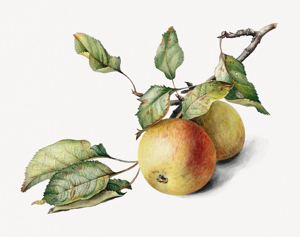Apples on branch collage element, Johannes Reekers&rsquo;s artwork, digitally enhanced by rawpixel psd