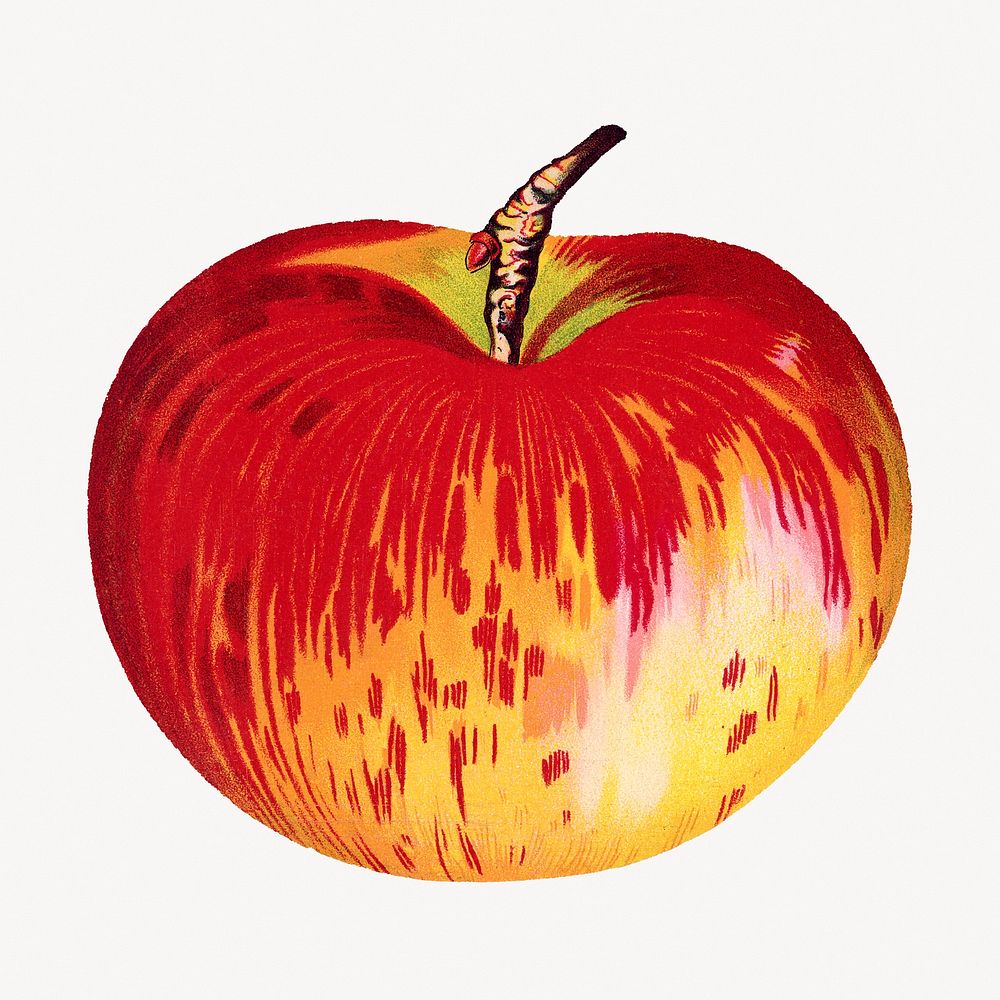 Wealthy apple, isolated food illustration