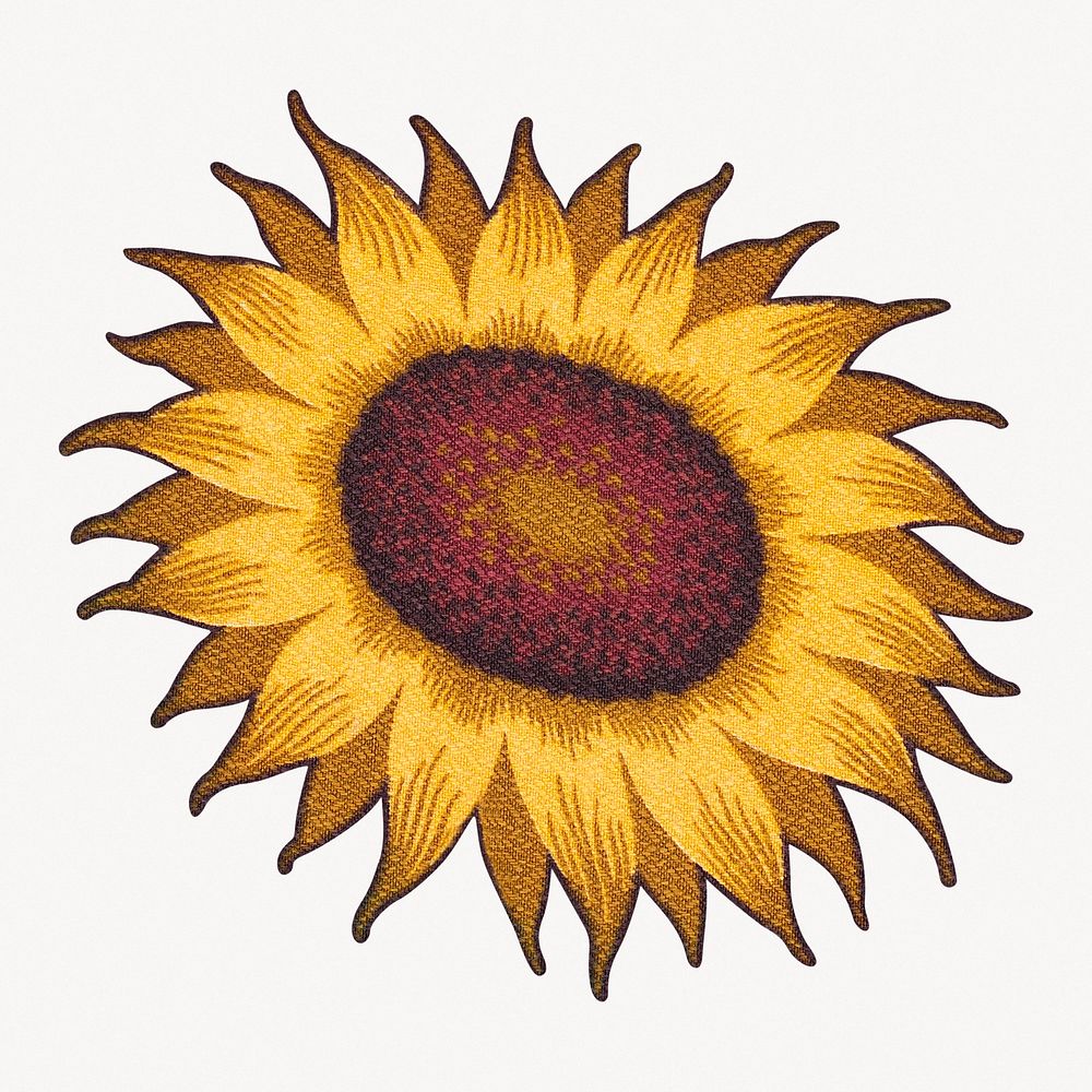 Vintage textured sunflower, vintage illustration