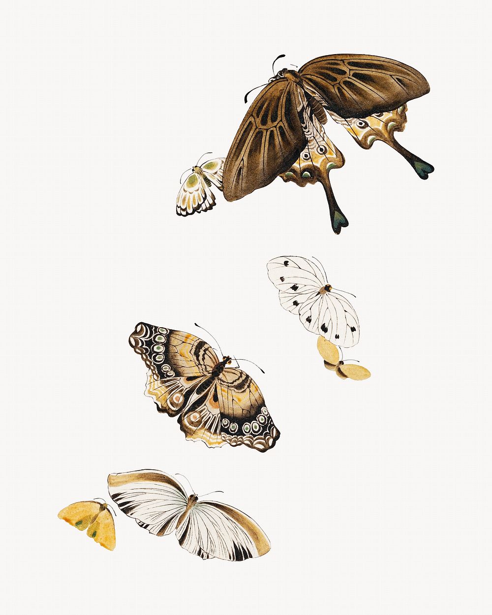 Butterflies collage element, lacquer paintings design