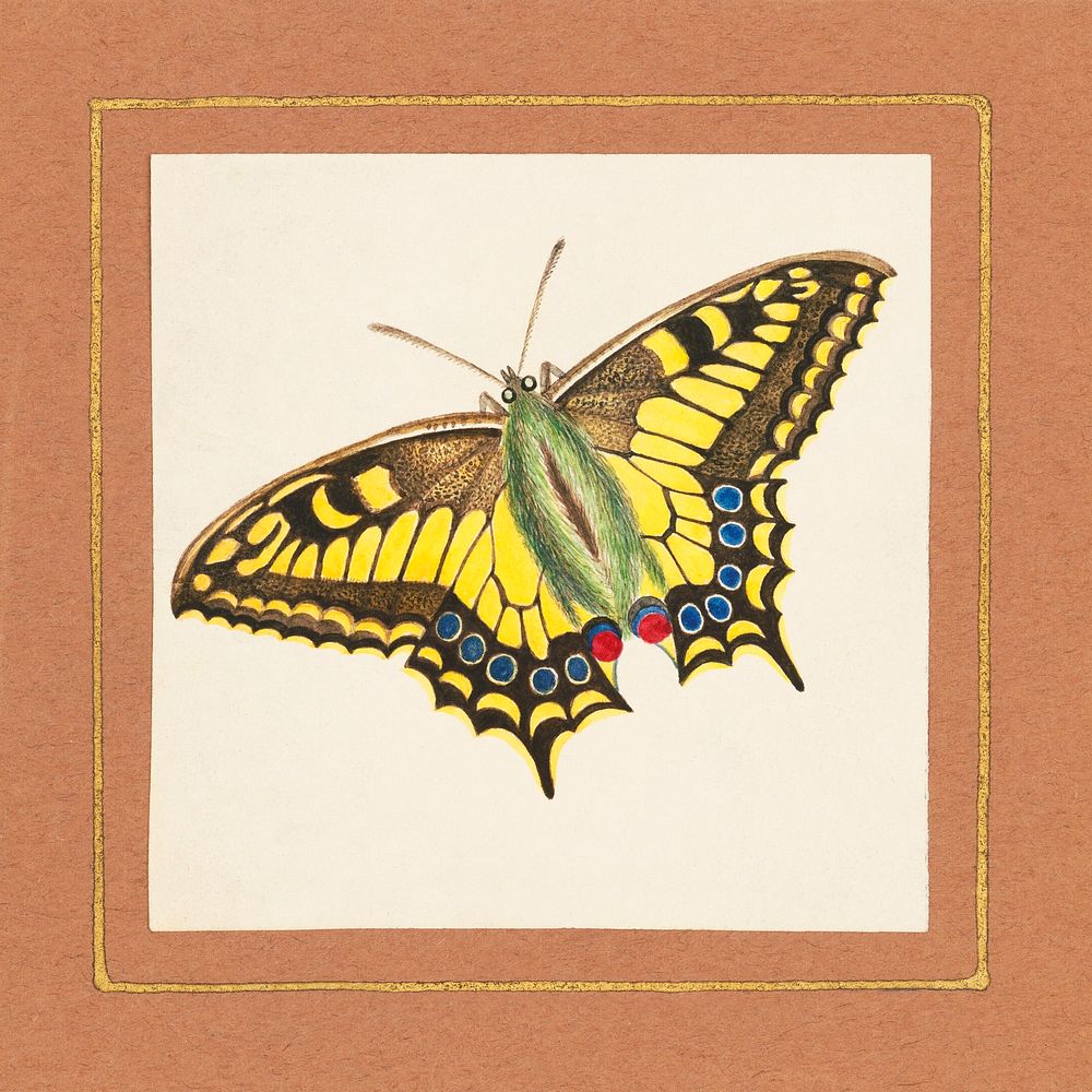 Equites Achivi Machaon Swallowtail (ca. 1820–1839) painting in high by William Wood Thackara. Original from the Library of…
