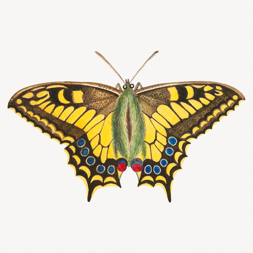 Vintage butterfly, insect drawing illustration