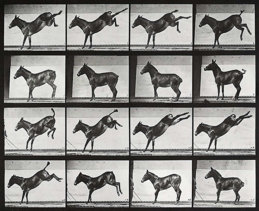 Mule, kicking. From a portfolio of 83 collotypes (1887) by Edweard Muybridge. Original from The Minneapolis Institute of…