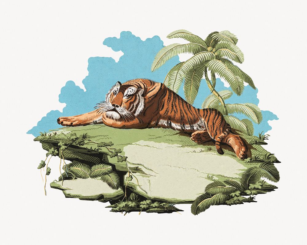 Vintage tiger, wild animal illustration