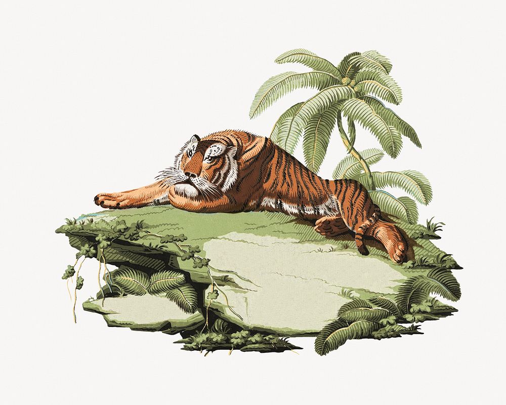 Vintage tiger, wild animal illustration