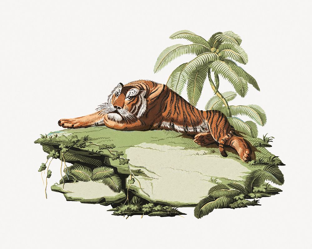 Vintage tiger, wild animal illustration psd