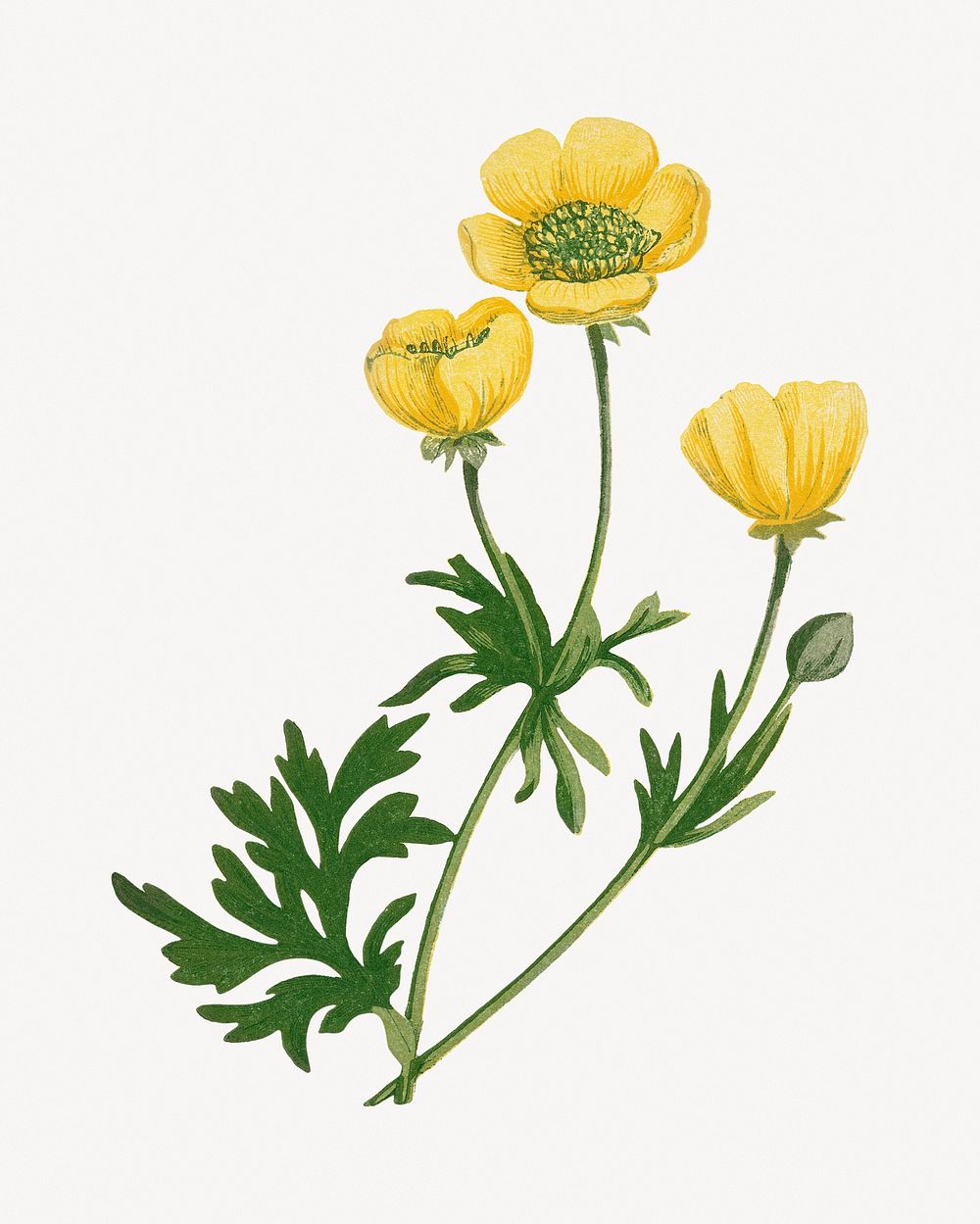 Yellow poppy flower illustration psd