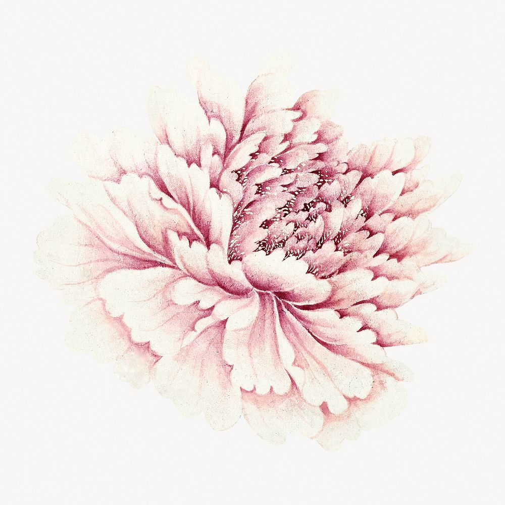 Pink peony, vintage flower illustration