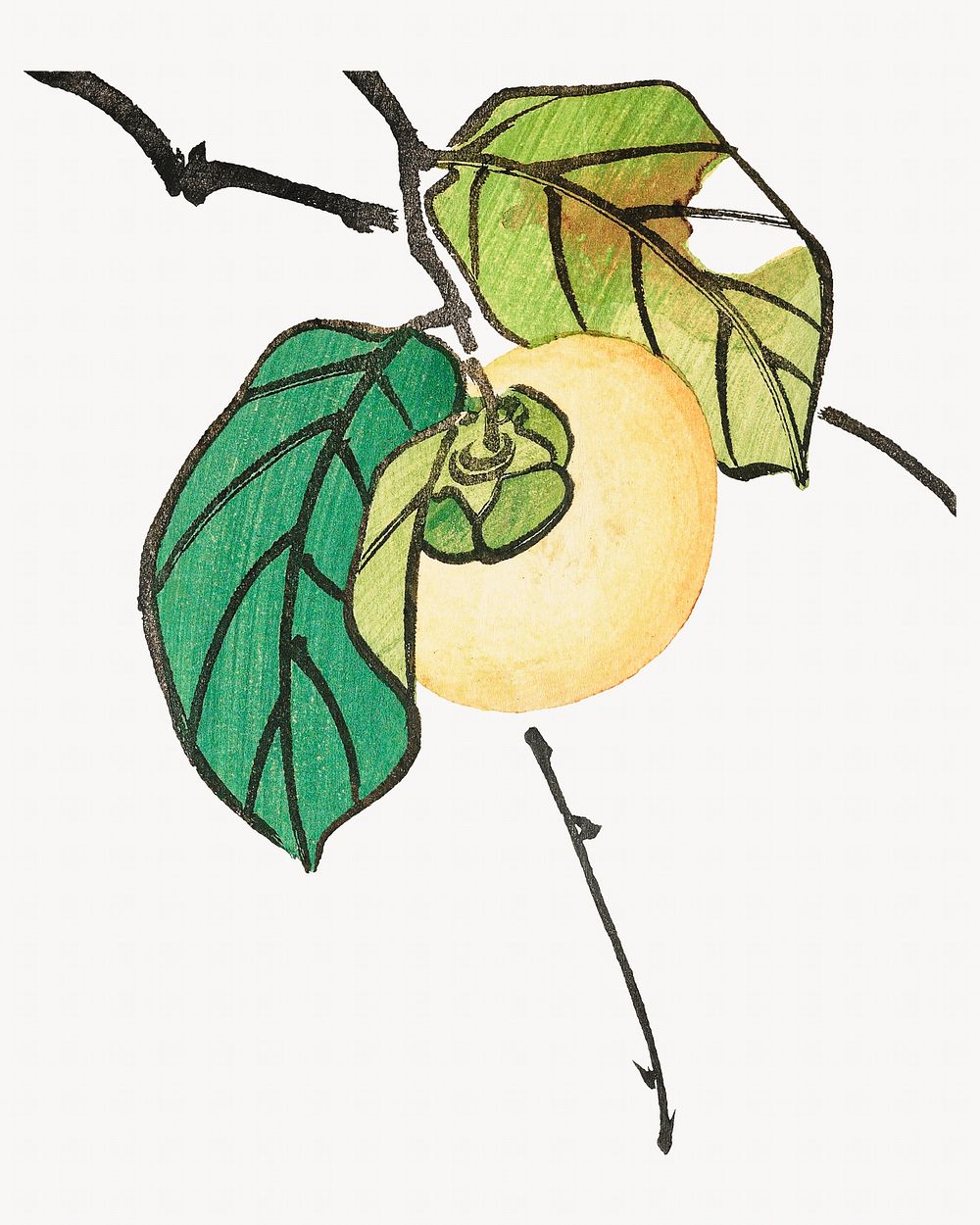 Shunsei's Persimmon fruit branch.   Remastered by rawpixel. 