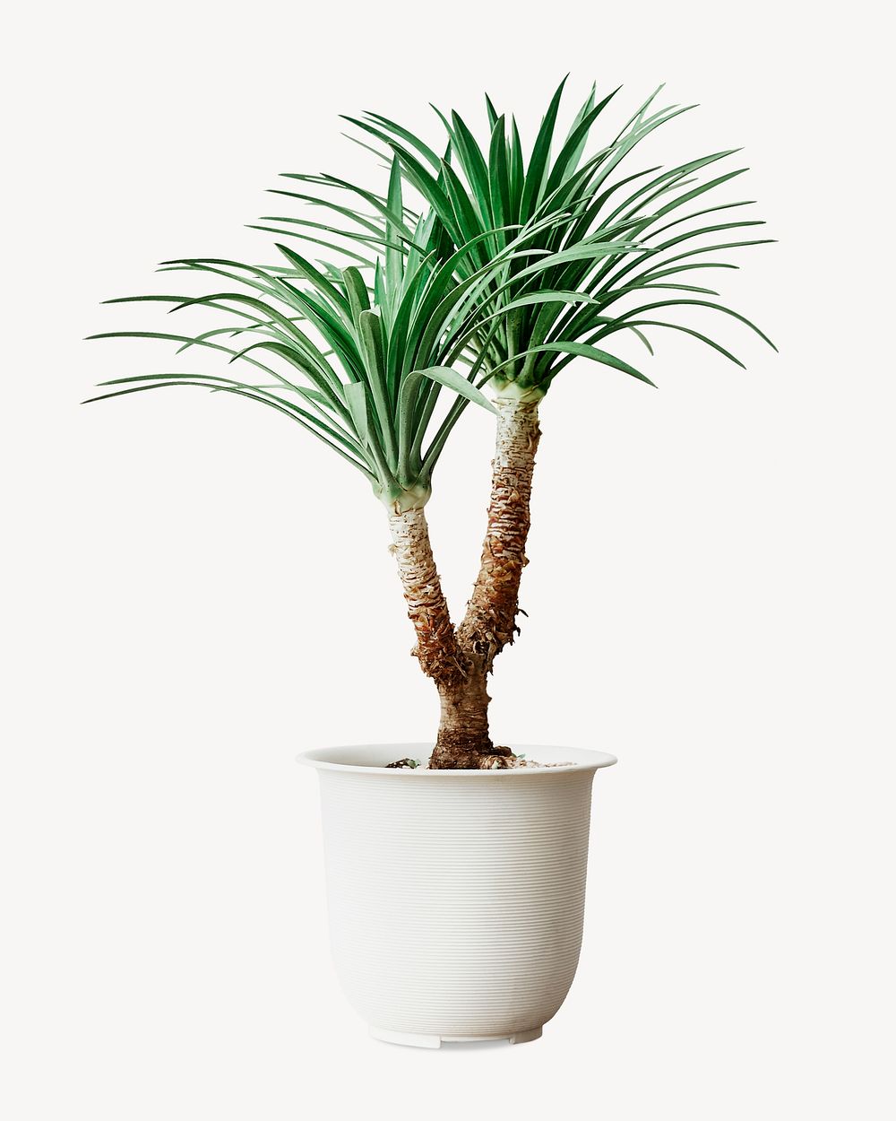 Agave palm tree, isolated botanical image psd