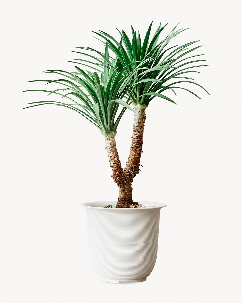Agave palm tree, isolated botanical image