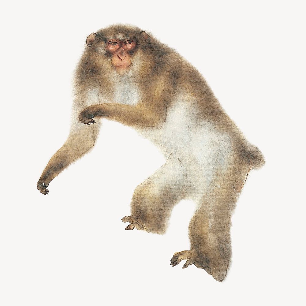 Japanese monkey, vintage animal illustration psd. Original public domain image by Kansetsu Hashimoto from Wikipedia.…