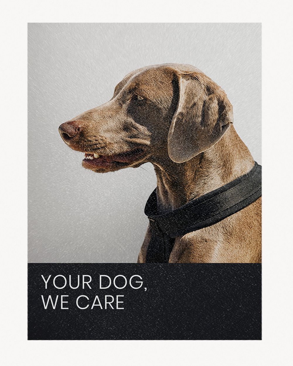 Pet poster, dog grooming design 