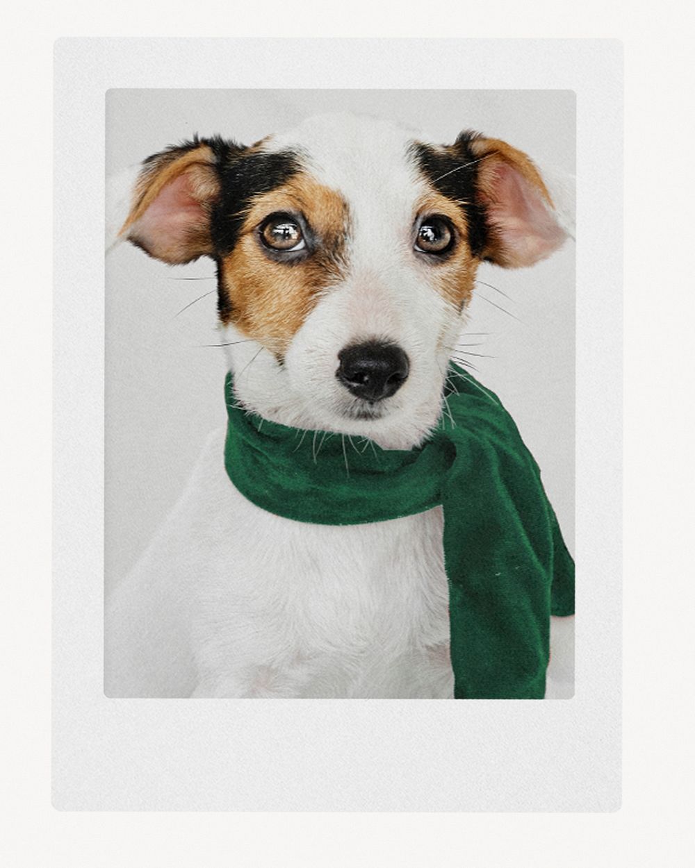 Dog instant photo frame mockup, editable design psd