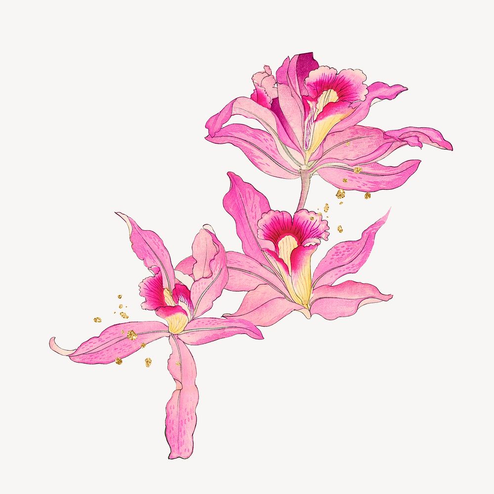 Vintage flower illustration, pink orchid collage element
