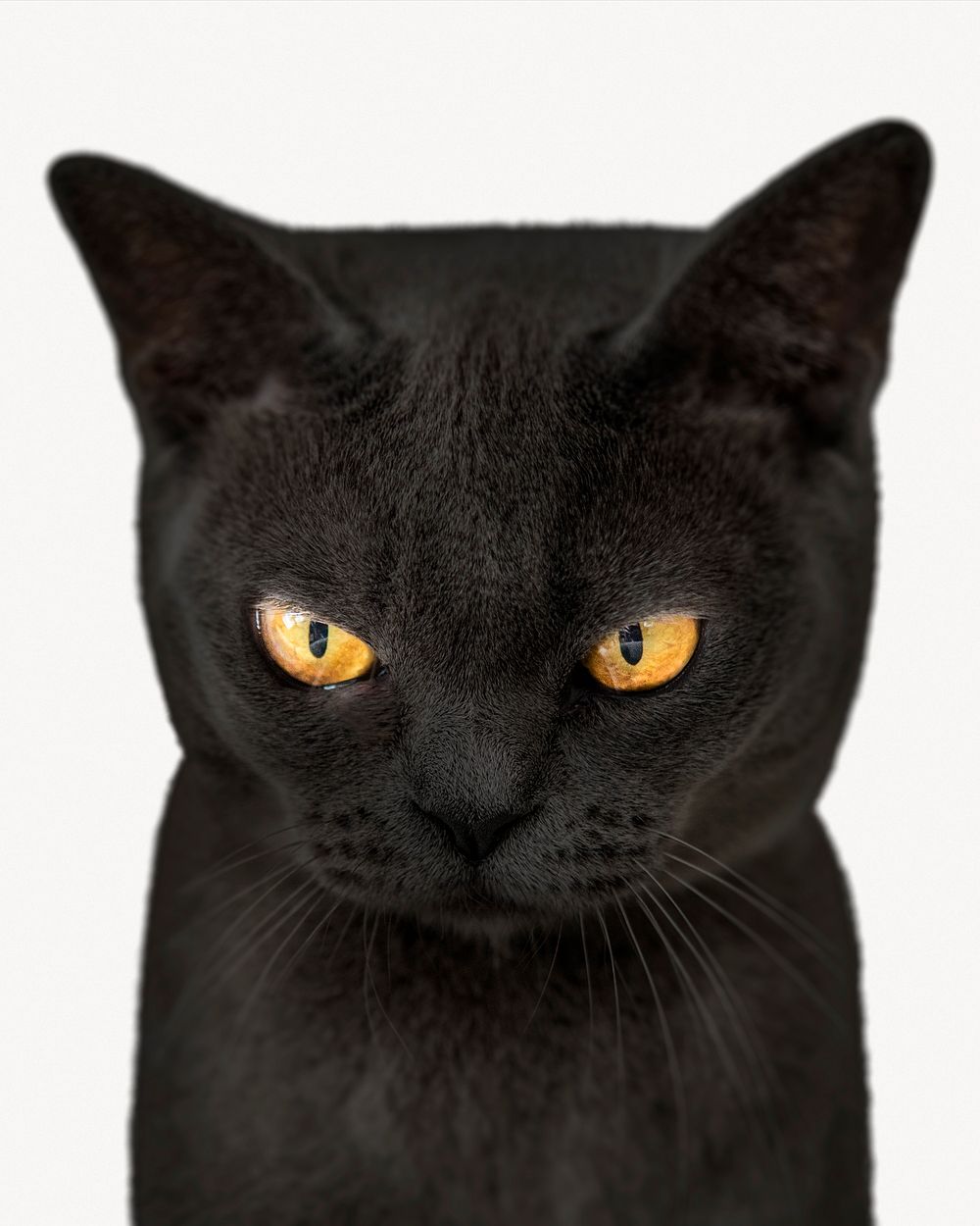 Grumpy black cat, animal, off white design
