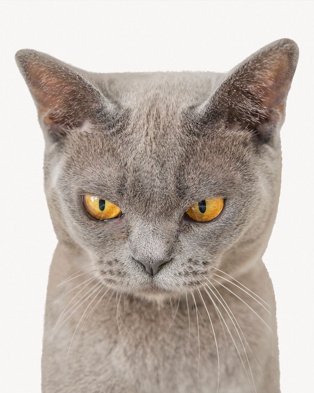 Grumpy cat, animal, off white design