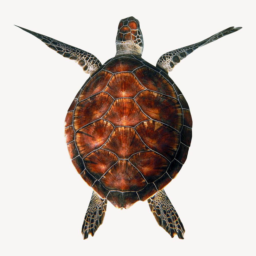 Sea turtle collage element, animal design psd