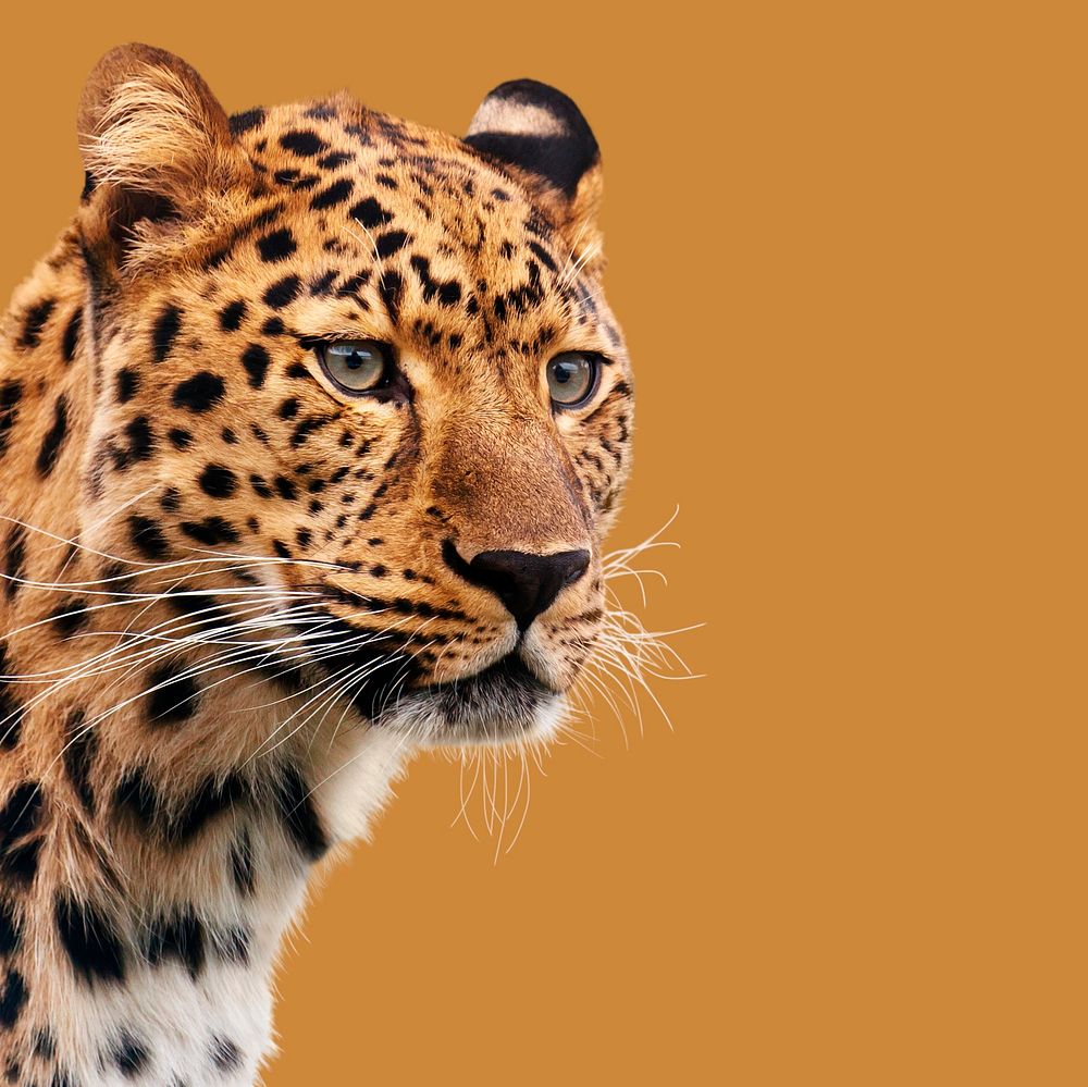 Leopard, wild animal closeup portrait psd