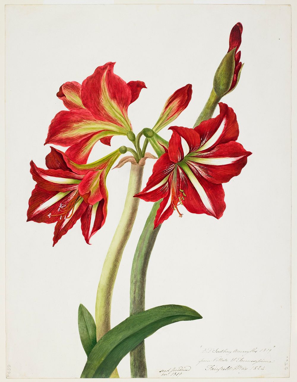 E.F. Seedling Amaryllis 1819 (1824) painting in high resolution by Priscilla Susan Bury. Original from the Minneapolis…
