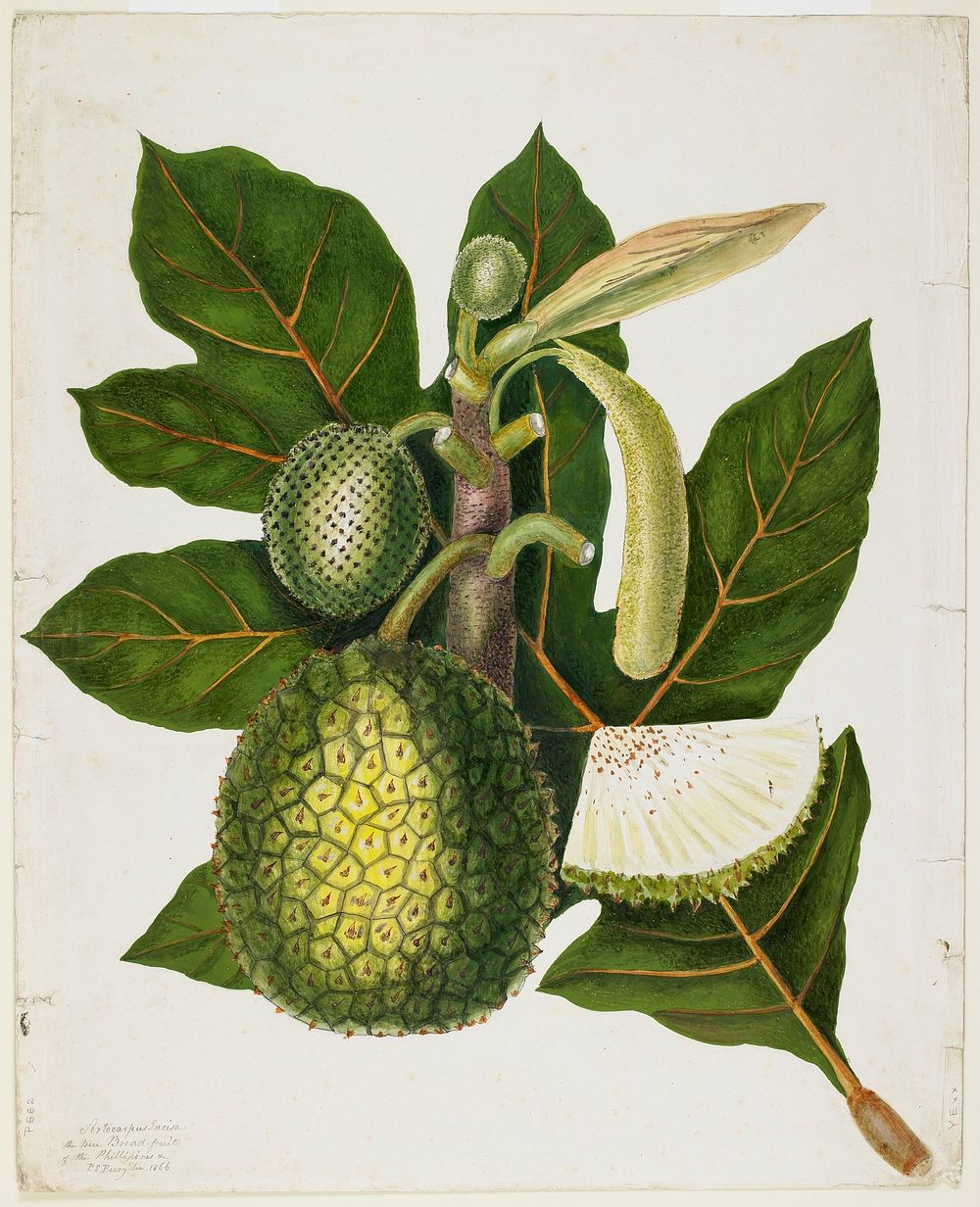 Artocarpus Incisa (The True Bread-fruit/ of the Phillipines) (1866) painting in high resolution by Priscilla Susan Bury.…