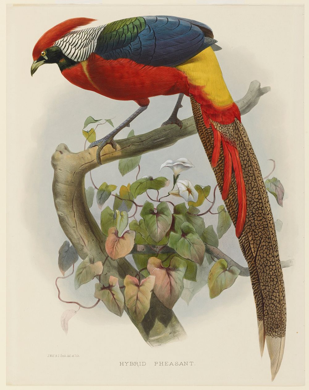 Hybrid Pheasant (1870–1872) painting in high resolution by Daniel Giraud Elliot. Original from the Minneapolis Institute of…