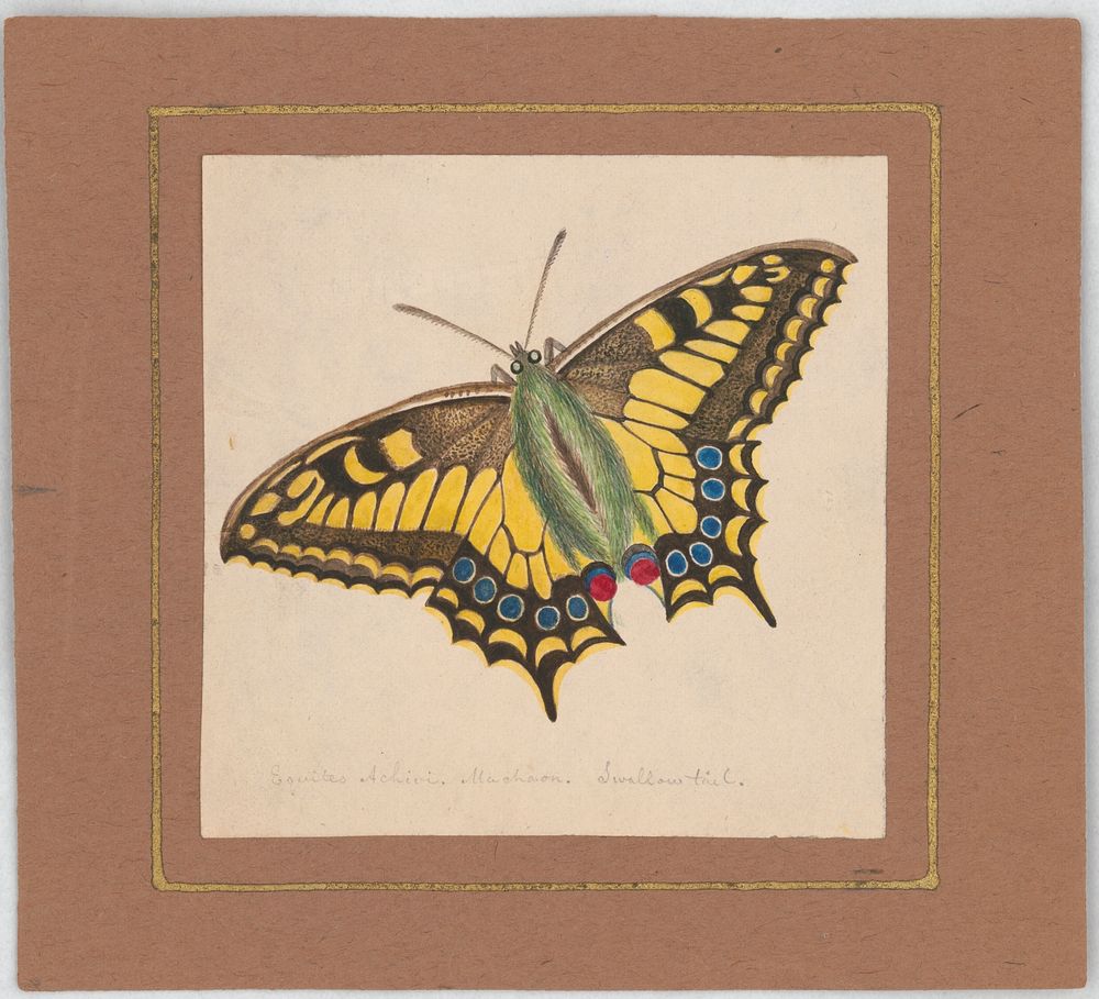 Equites Achivi Machaon Swallowtail (ca. 1820&ndash;1839) painting in high resolution by William Wood Thackara. Original from…