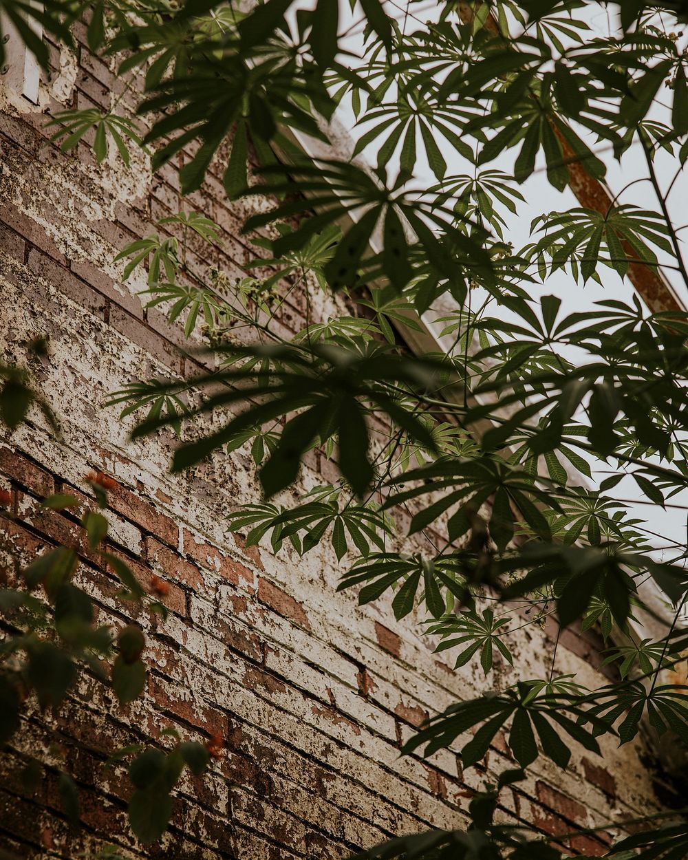 Brick building aesthetic, tree branches photo