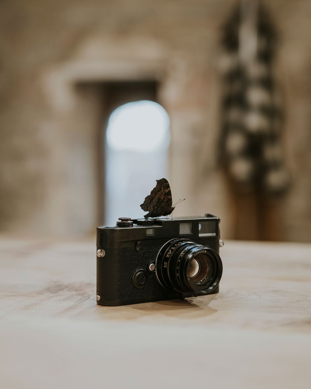 Butterfly on film camera, nature aesthetic