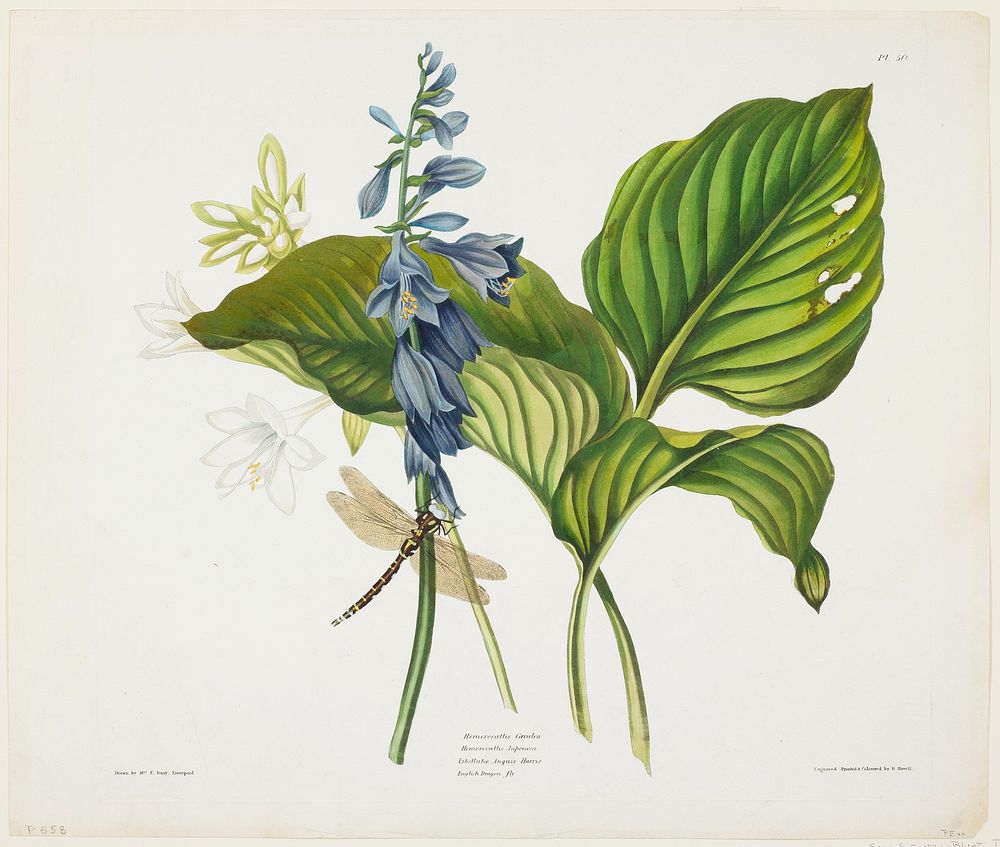 Hemerocallis caerulea (Common Hosta) (1831&ndash;1834) painting in high resolution by Priscilla Susan Bury. Original from…
