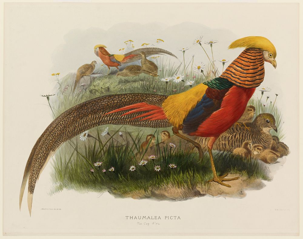 Thaumalea Picta (Golden Pheasant) (1870&ndash;1872) painting in high resolution by Daniel Giraud Elliot. Original from the…