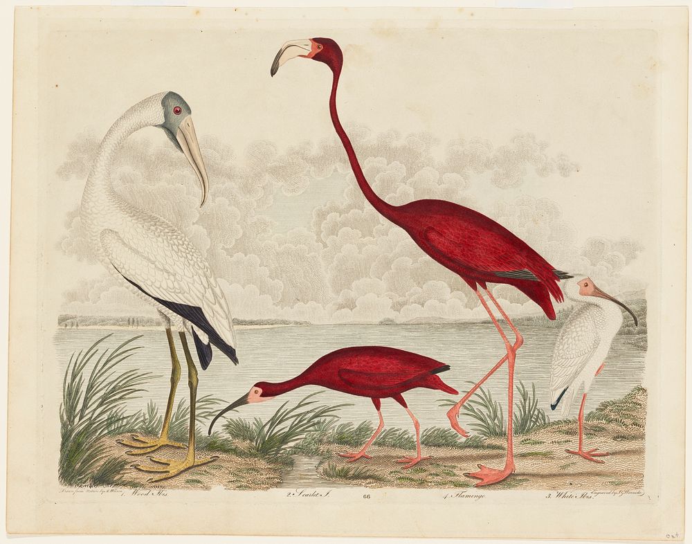 Birds 66. 1. Wood Ibis. 2. Scarlet I. 3. White Ibis. 4. Flamingo. (1808&ndash;1814) painting in high resolution by Alexander…