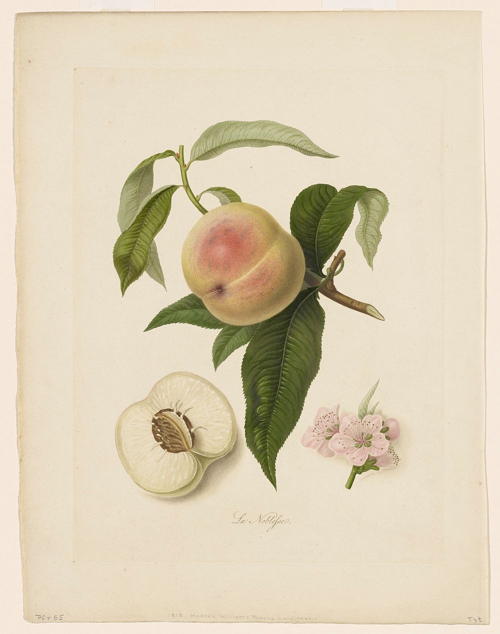 La Noblesse (Peach) from Pomona Londinensis during 19th century painting in high resolution by William Hooker. Original from…