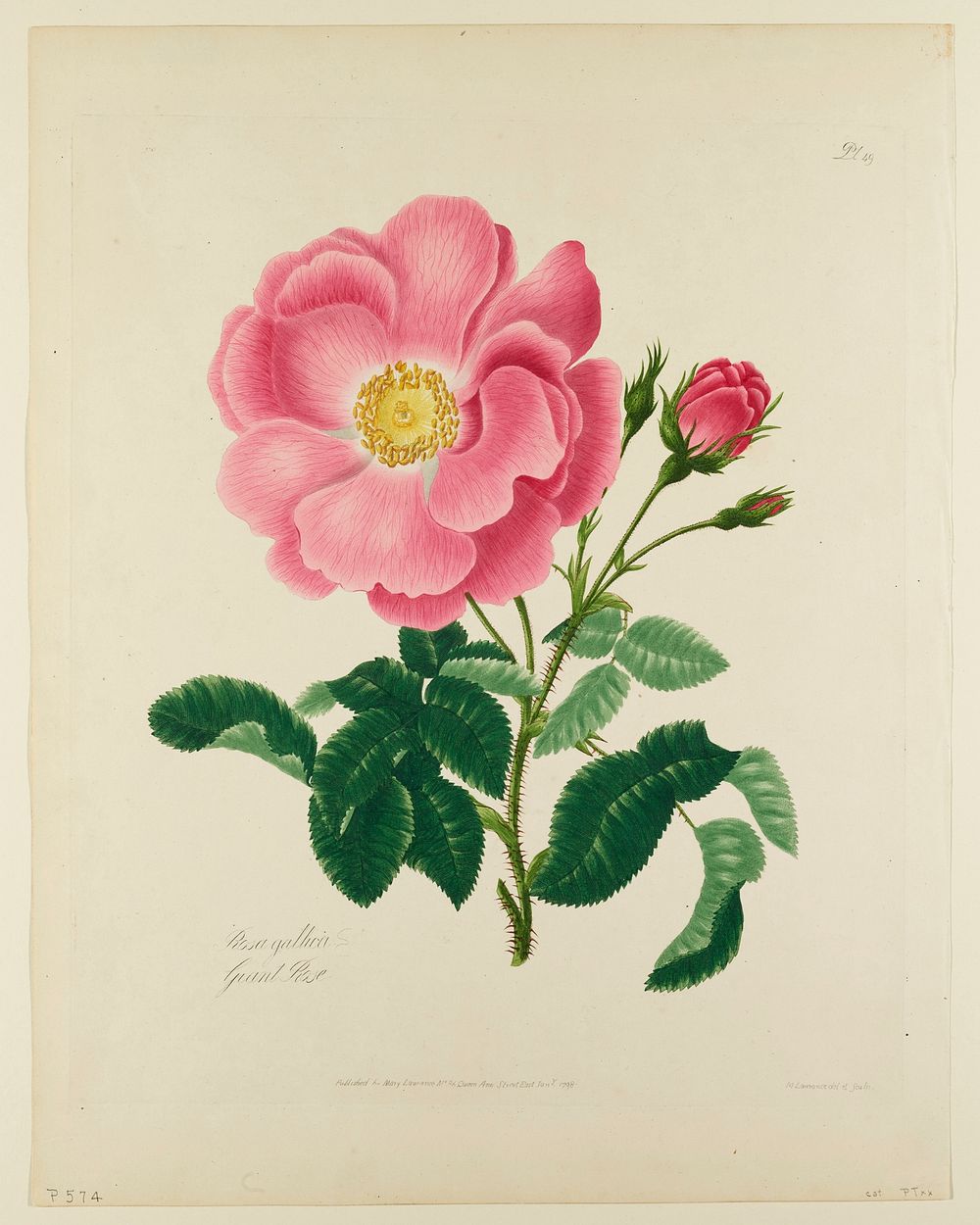 Rosa gallica (Gallic Rose) (1798) painting in high resolution by Mary Lawrence. Original from the Minneapolis Institute of…