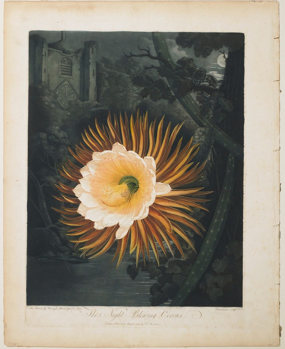 The Night-Blowing Cereus (1800) print in high resolution by Robert John Thornton. Original from the Minneapolis Institute of…