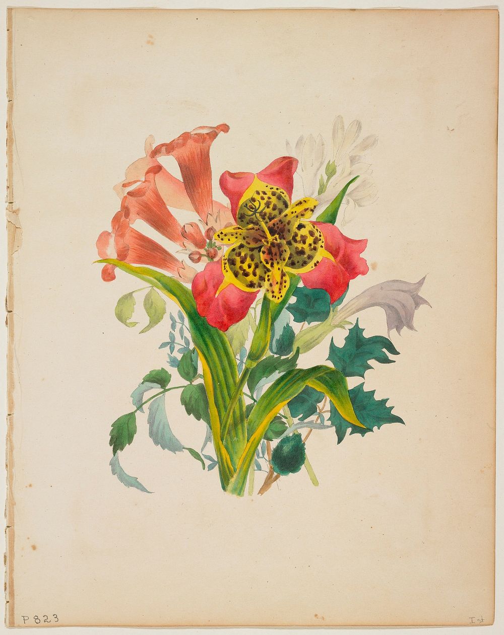 Bouquet of Trumpet Vine, from Flora's Dictionary (1838) painting in high resolution by Elizabeth Wirt. Original from the…