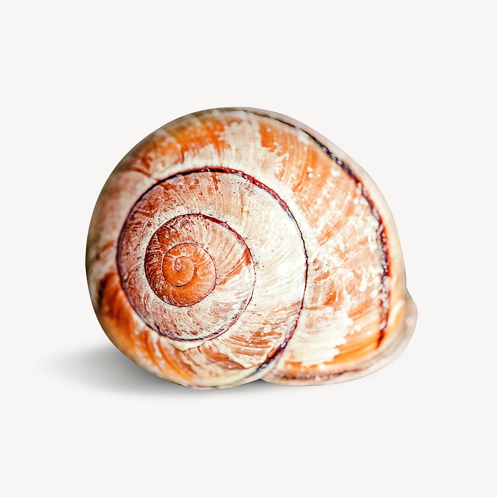 Snail shell, isolated object image psd