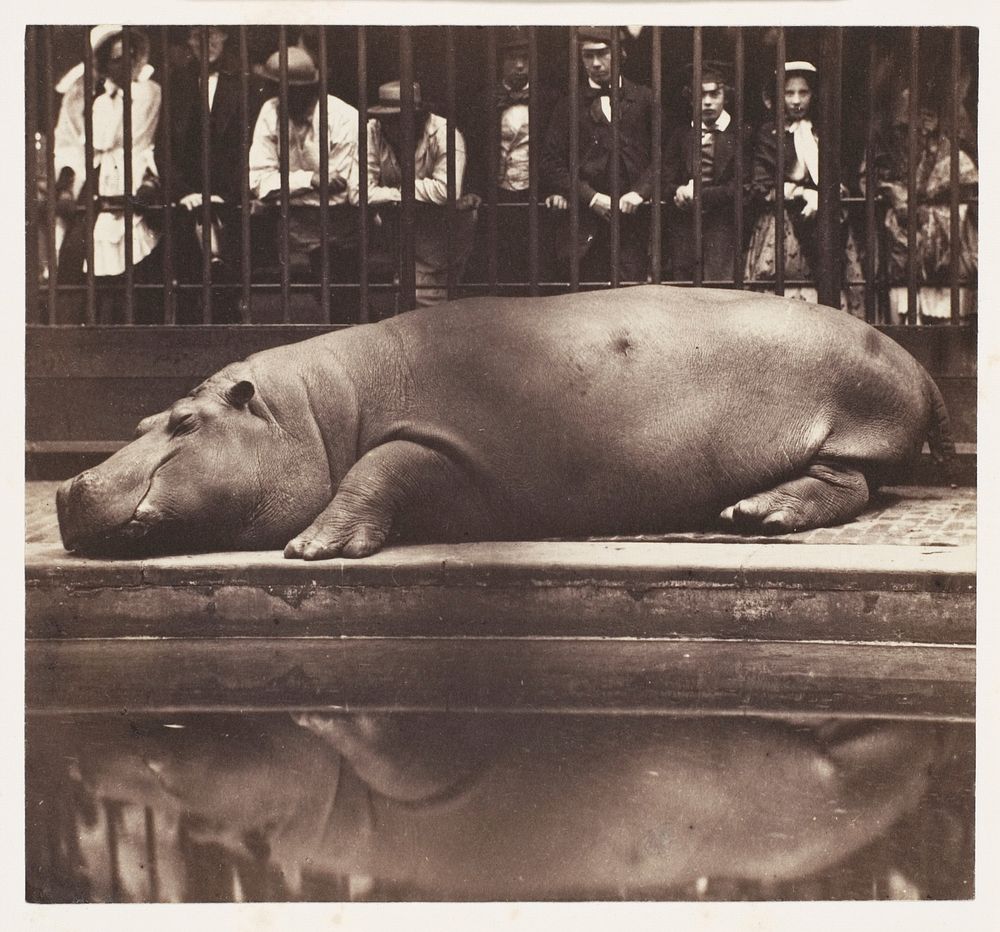 The Hippopotamus at the Zoological Gardens, Regent's Park