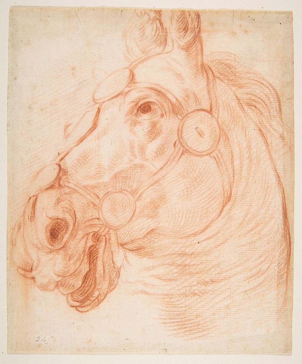 Study for a Horse's Head 