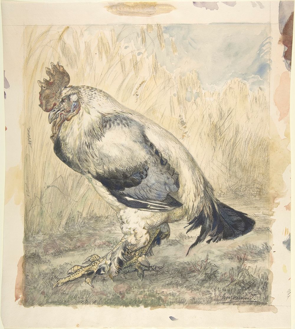 The Old Cock by Félix Bracquemond